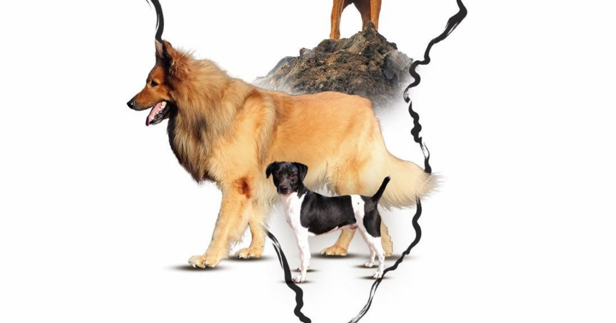 I Concurso Canino Breña Alta: Monográfico del Pastor Garafiano